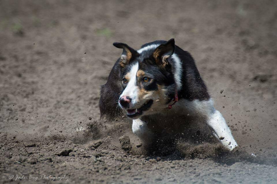 Working Border Collie in a field