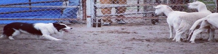 Border Collie herding sheep