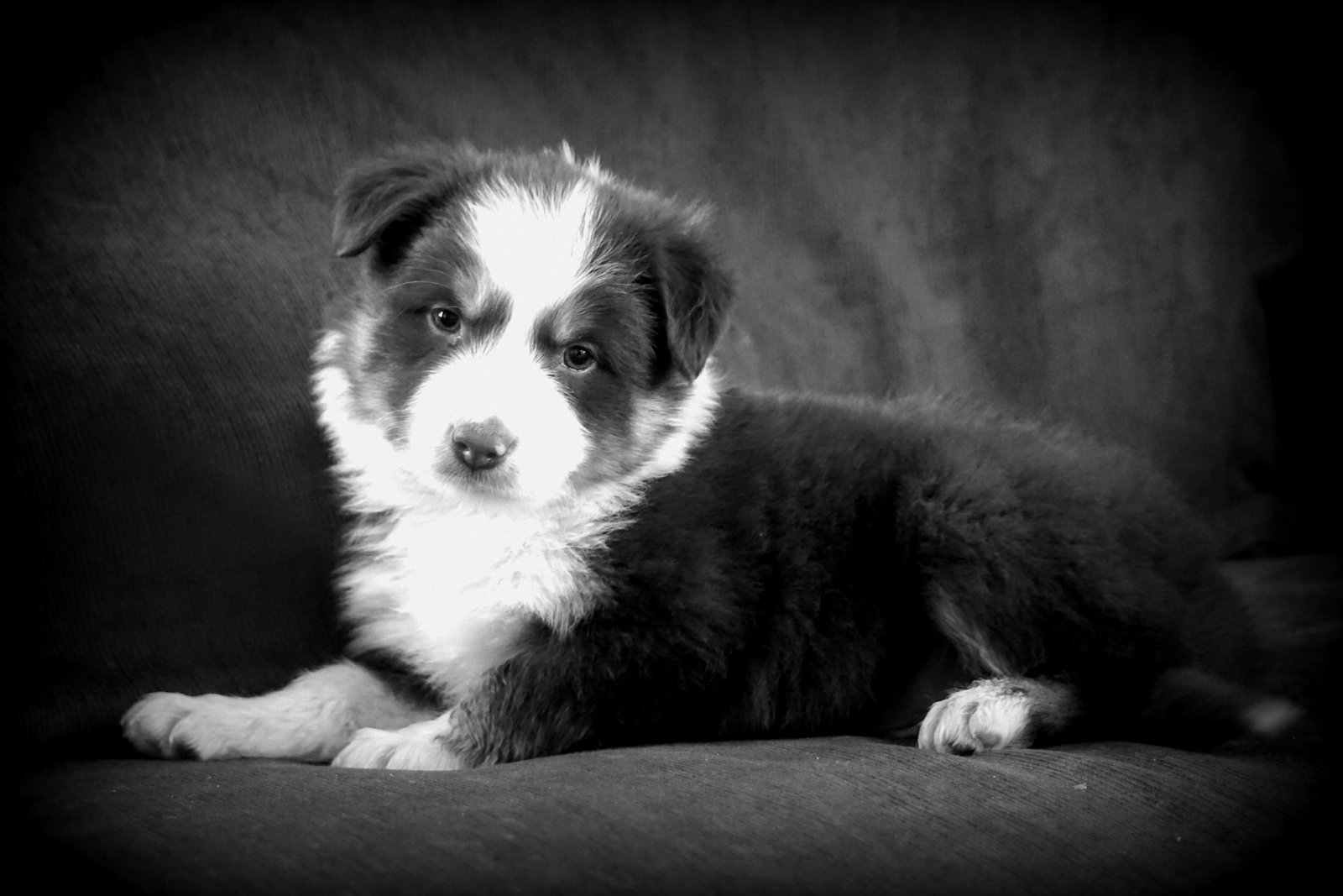Border Collie working