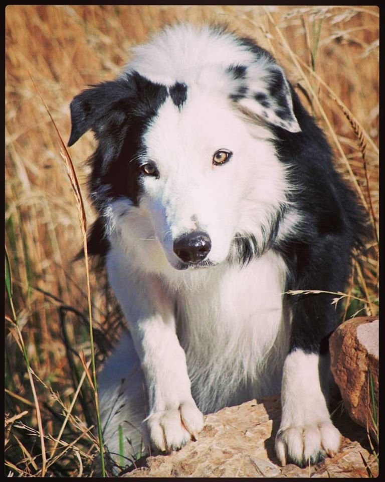 Spur the Border Collie